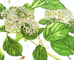 �n�N�T���{�N