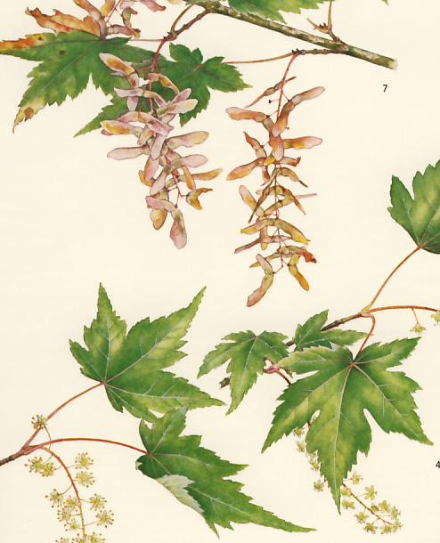 �R�~�l�J�G�f