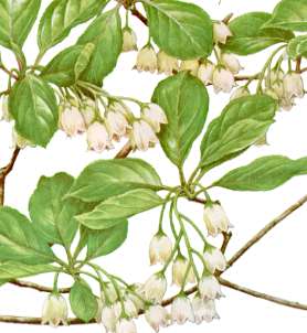 �T���T�h�E�_��