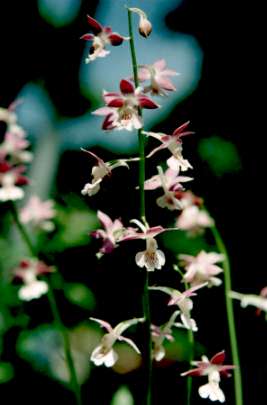 �n���G�r�l