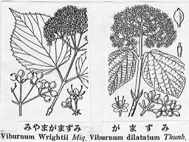 40 山採り　ミヤマガマズミ 山採り自然樹形] ガマズミ ミヤマガマズミ 美味しい実 - YouTube