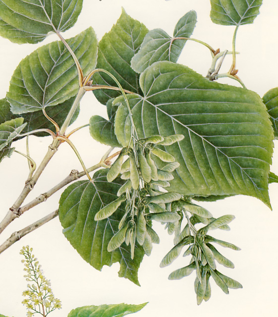 �q�g�c�o�J�G�f