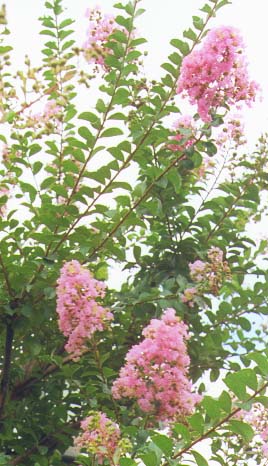 �T���X�x��