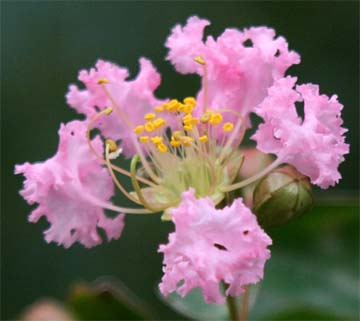 �T���X�x���̉�