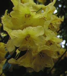 �Z�C���E�V���N�i�Q