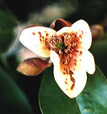 �g�E�I�K�^�}