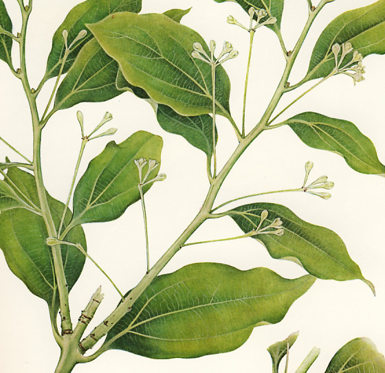 ���u�j�b�P�C