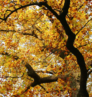 �����m�L