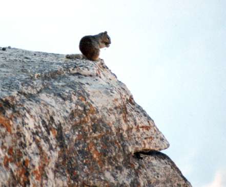 Abert Squirrel