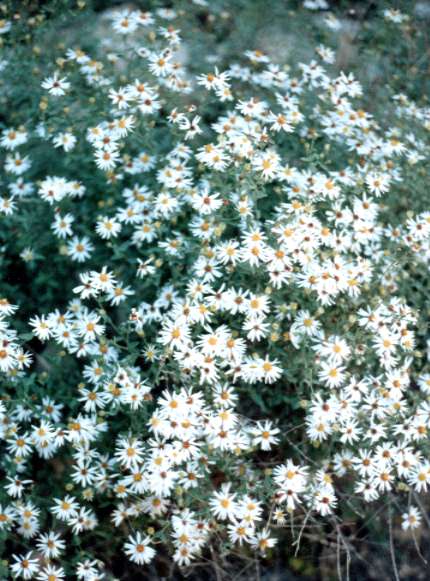 White Baby Aster