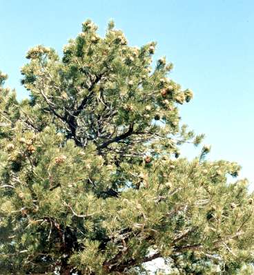 Pinyon Pine