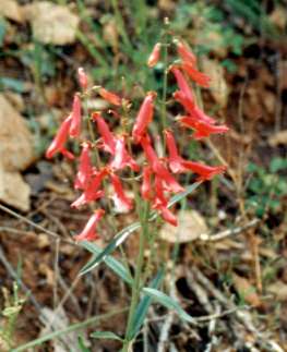 Red Flower