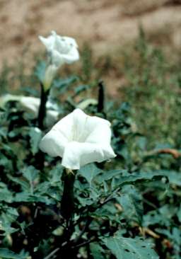 Datura