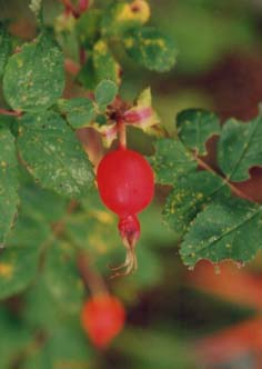 Prickly Rose