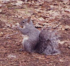 western gray squirrel