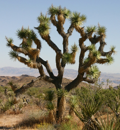 Joshua tree