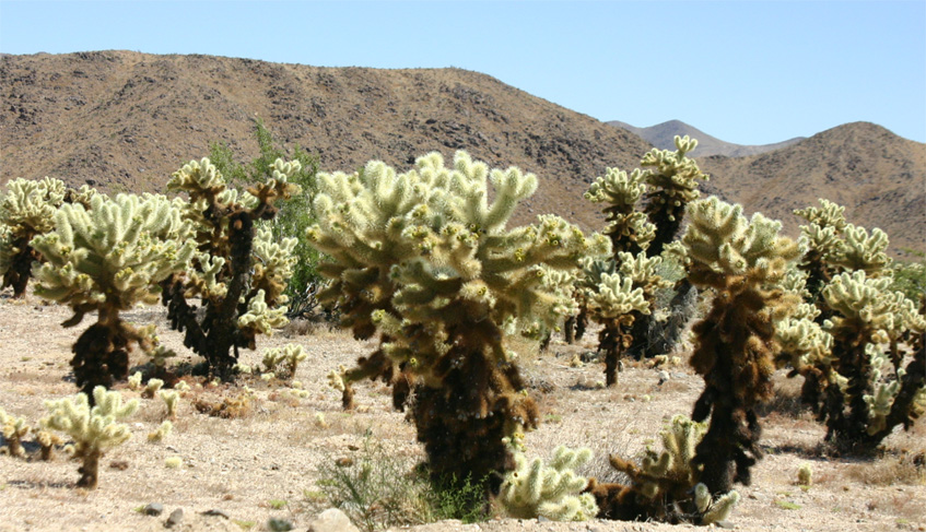 Cholla Cactus