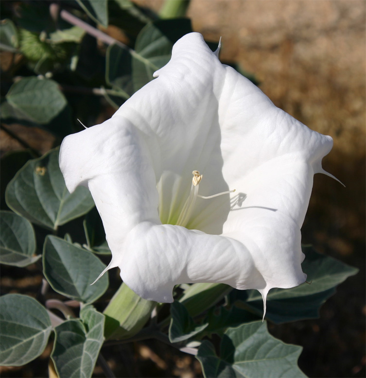 Sacred Datura