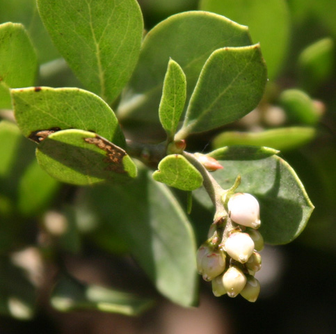 Manzanita