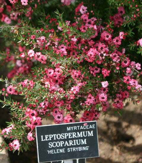 Leptospermum scoparium