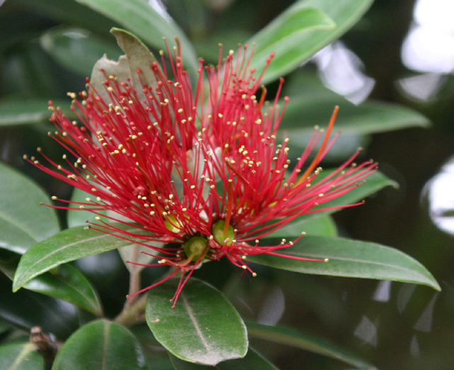 New Zealand Christmas Tree