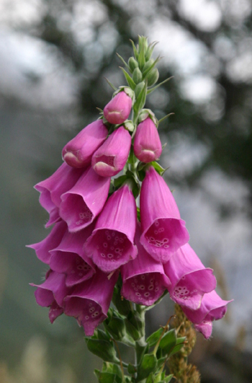 Digitalis purpurea