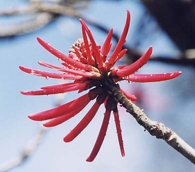 Erythrina