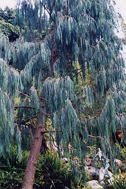 Cupressus