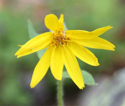 Arnica cordifolia