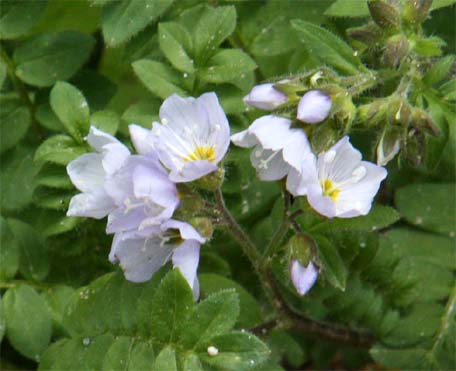 Polemonium pulcherrimum