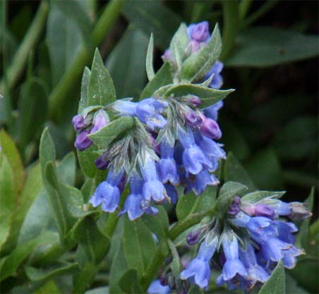 Mertensia ciliata