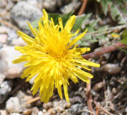 Taraxacum ceratophorum