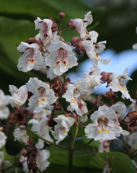 Catalpa bignonioides