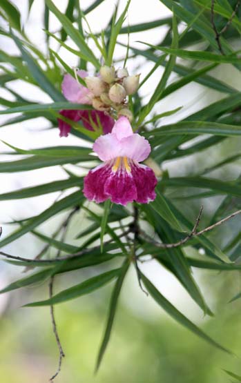 Chilopsis linearis