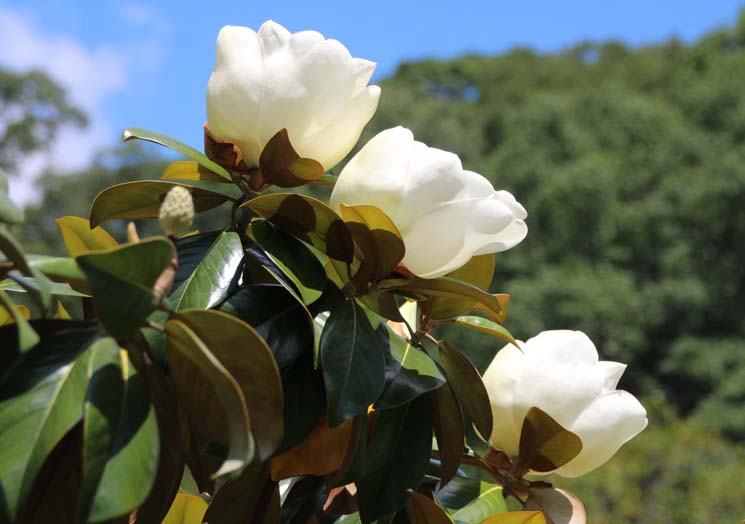 Magnolia grandiflora