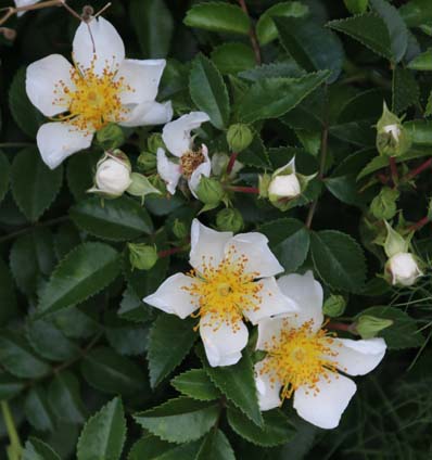 Rosa luciae