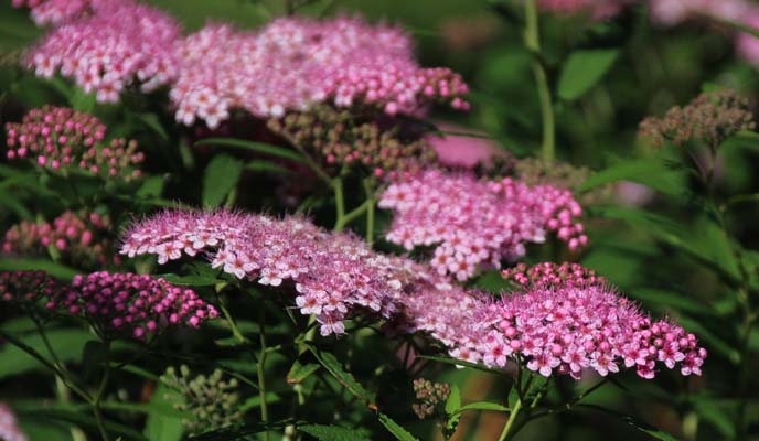 Spiraea japonica