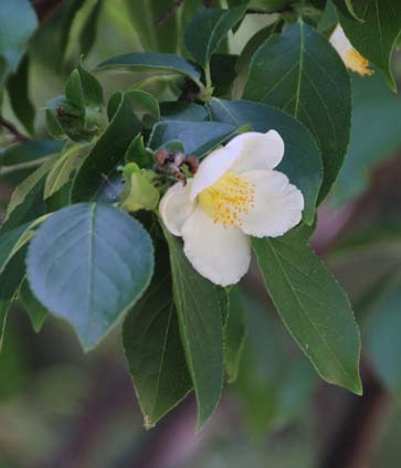 Stewartia sinensis