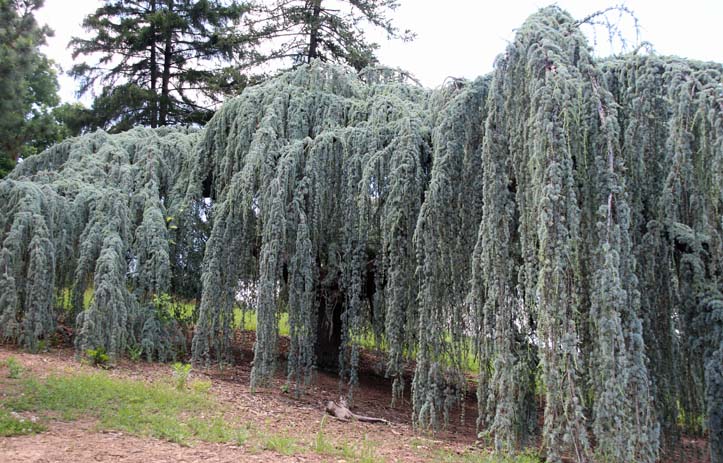 Cedrus atlantica