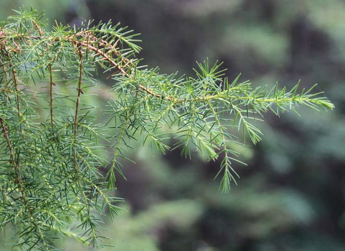 Juniperus rigida