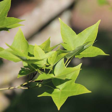 Acer oliverianum