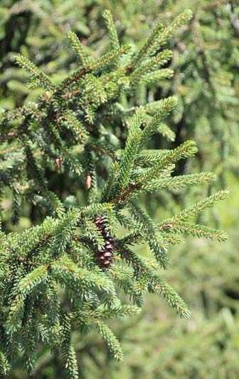 Picea orientalis