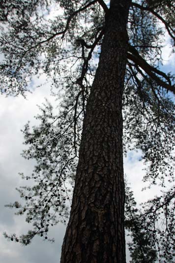 Pinus virginiana