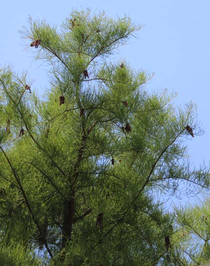 Taxodium distichum 