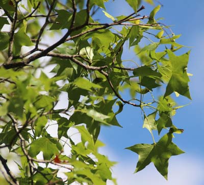 Acer truncatum