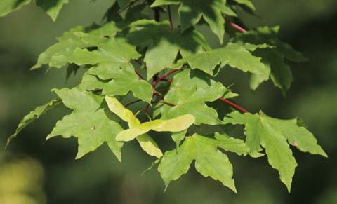 Acer zoeschense