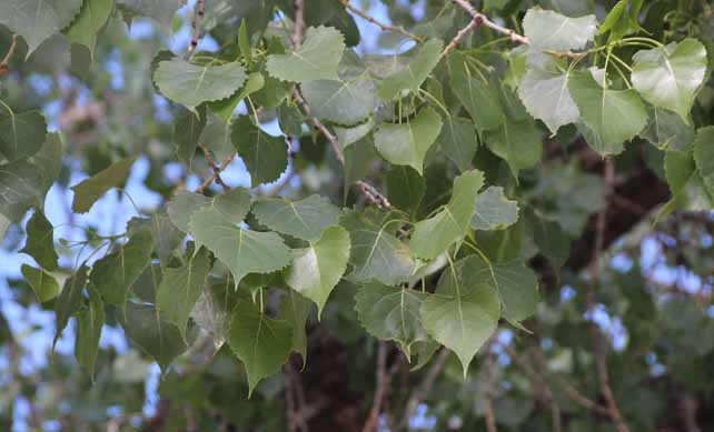 Plain Cottonwood