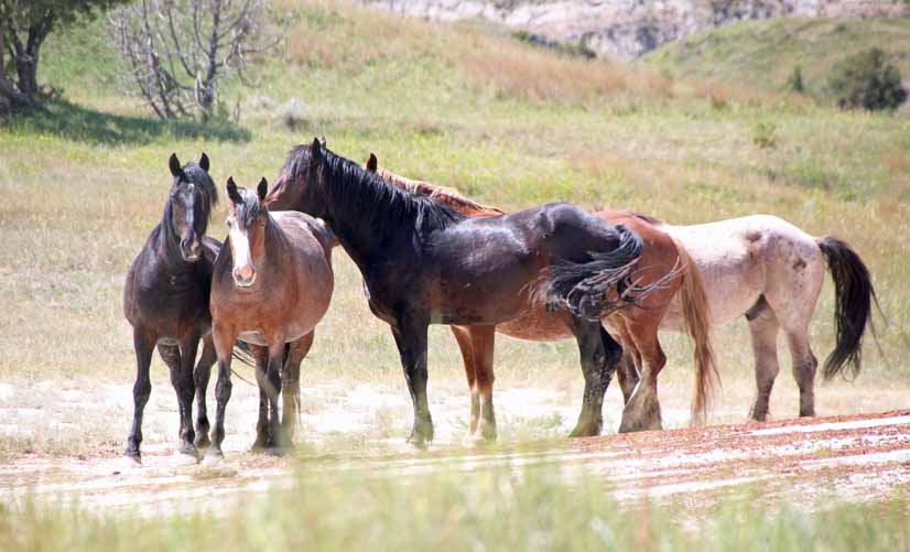 Feral horses