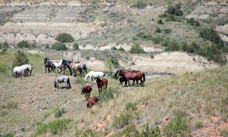 Feral horses