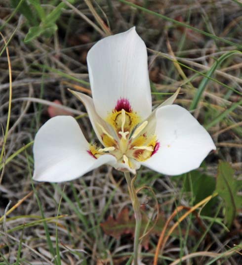 Mariposa Lily